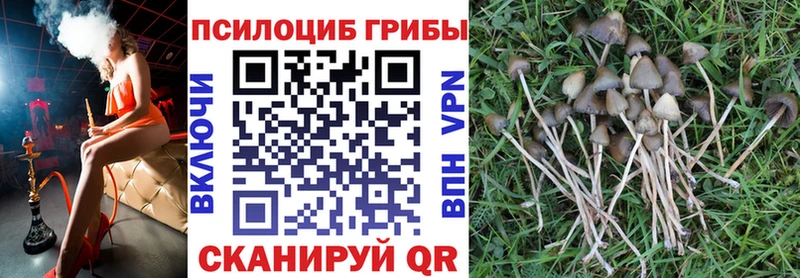 даркнет наркотические препараты  Подпорожье  Галлюциногенные грибы Psilocybine cubensis  закладка 